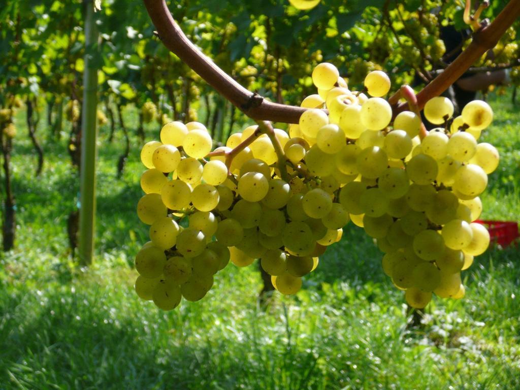 Ferienwohnung Weingut Hirschmugl - Domaene am Seggauberg Leibnitz Exterior foto