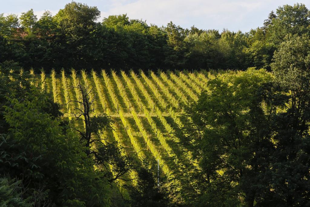 Ferienwohnung Weingut Hirschmugl - Domaene am Seggauberg Leibnitz Exterior foto